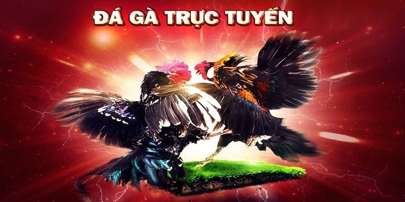 Kinh nghiệm chơi Đá gà Thomo trực tuyến giúp bạn có chiến lược cá cược hiệu quả