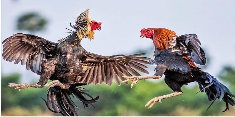 Đá gà Thomo trực tuyến là hình thức giải trí được nhiều người chơi lựa chọn