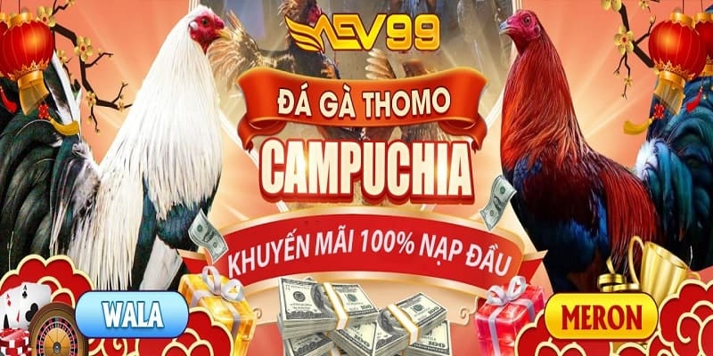 Đá gà Thomo trực tuyến tại Aev99 liên tục có chương trình khuyến mãi lớn