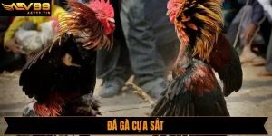 Đá Gà Cựa Sắt - Hình Thức Cá Cược Được Săn Đón Tại AVE99