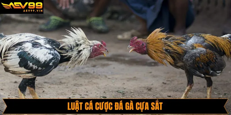 Nắm rõ về luật chơi trong chọi gà cựa sắt tại AVE99
