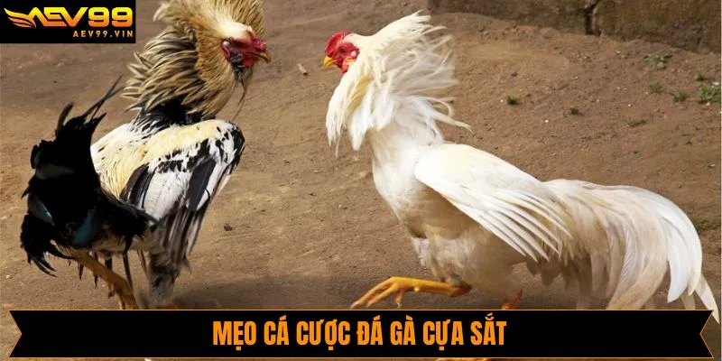 Kinh nghiệm khi chơi đá gà cựa sắt thắng lớn tại AVE99