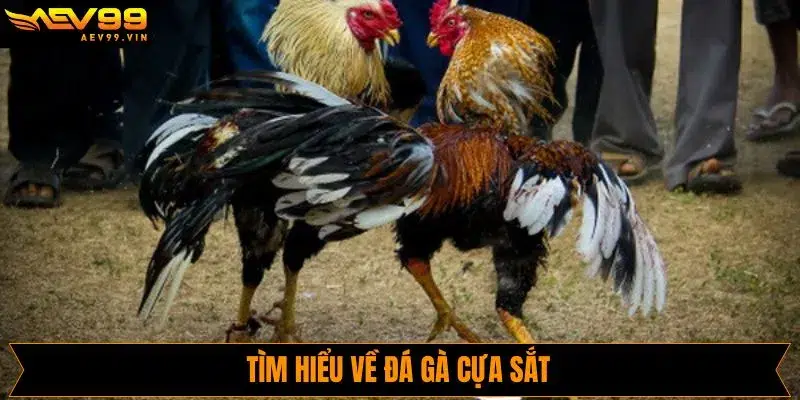 Tìm hiểu sơ lược về chọi gà cựa sắt